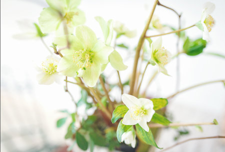 Beautiful bouquet flower for backgroundの写真素材