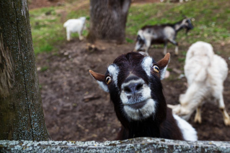 Head of funny silly looking black goatの写真素材