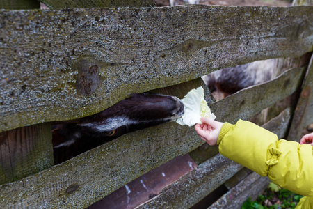 to feed the goat. A little girl feeding a goat cabbage.の写真素材