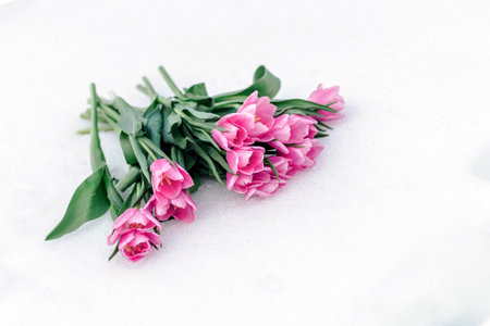 Close-up of pink tulips. The theme of the spring time.の写真素材