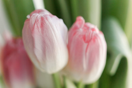 Fresh bouquet of pink tulips close-up. Springtime themeの写真素材