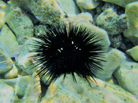 sea urchin under the seaのeditorial素材