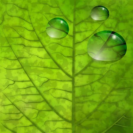 Green leaf closeup with realistic water dropsのイラスト素材
