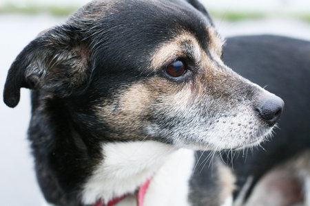 Portrait of a dog with sad eyes の写真素材