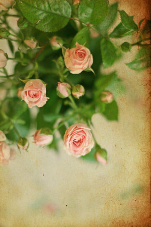 vintage pink roses, background, verticalの写真素材