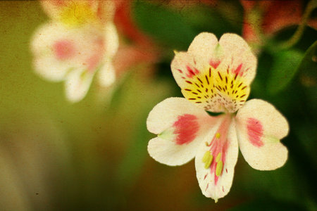 vinyage image with flowers alstroemeriaの写真素材