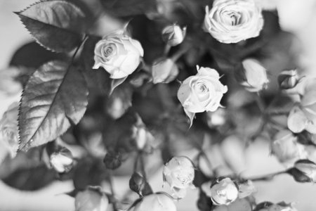 desaturated roses, horizontal