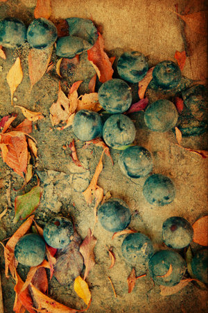 fresh plums on floor, vintage imageの写真素材