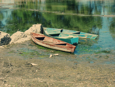 Beautiful scenery, forests in Ukraine, summerの写真素材