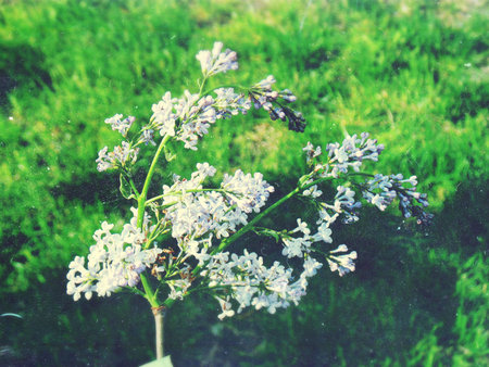 Beautiful scenery, forests in Ukraine, summerの写真素材