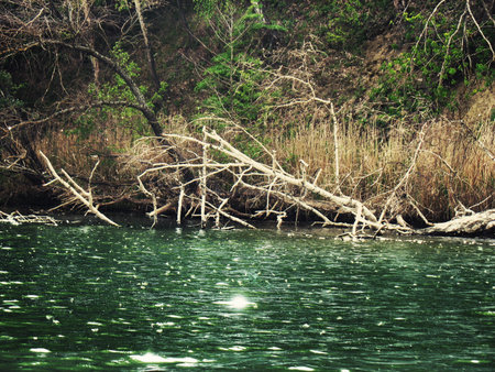 Beautiful scenery, forests in Ukraine, summerの写真素材