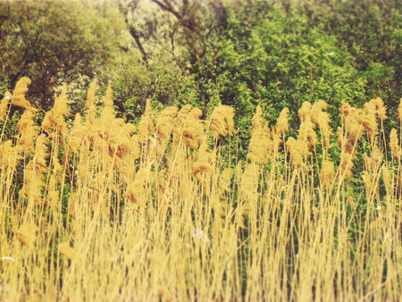 Beautiful scenery, forests in Ukraine, summerの写真素材
