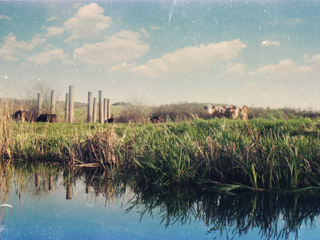 Beautiful scenery, forests in Ukraine, summerの写真素材