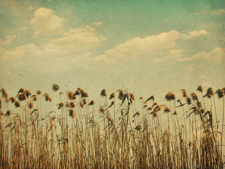 Beautiful scenery, forests in Ukraine, summerの写真素材