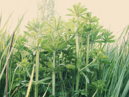 Beautiful scenery, forests in Ukraine, summerの写真素材