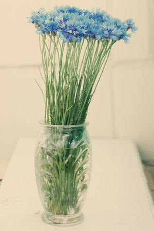 cornflowers in vase, art imageの写真素材