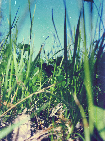 Beautiful scenery, forests in Ukraine, summerの写真素材