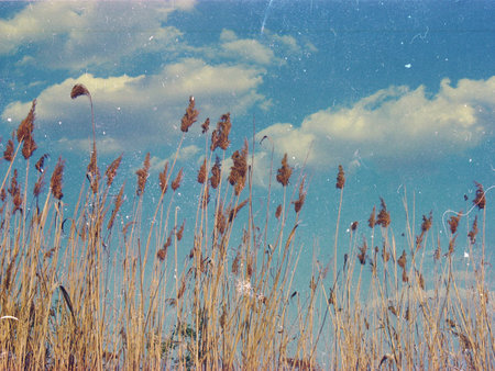 Beautiful scenery, forests in Ukraine, summerの写真素材