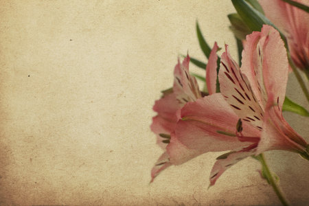 vintage postcard with Alstroemeriaの写真素材