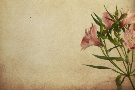 vintage postcard with Alstroemeriaの写真素材