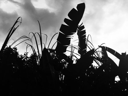 desaturated photo with indonesia vacation, baliの写真素材