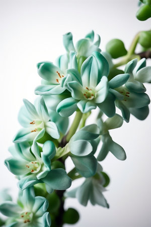 Jade vine flowers on the white background, created with generative AIの素材