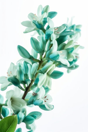 Jade vine flowers on the white background, created with generative AIの素材