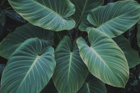 Thick, green leaves display a detailed texture, illuminated by soft light. Water droplets cling to the surface, showcasing nature's beauty in a lush environment.の素材