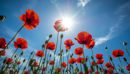 Bright red poppies sway gently in a spring field. Sunlight shines above, illuminating the flowers against a clear blue sky, creating a serene and colorful atmosphere.の素材