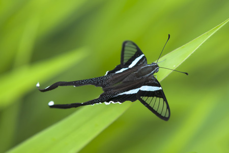 Close up Butterfly of The Green Dragontail (Lamproptera meges virescens Butler,1870) on the grass in natureの写真素材