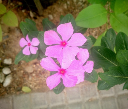 Pink flower in gardenの素材