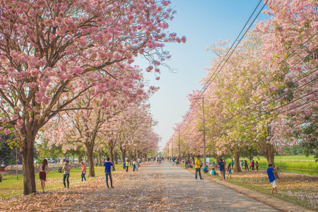 Pink Tecomaのeditorial素材