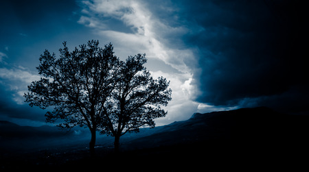 Two trees before a stormの写真素材