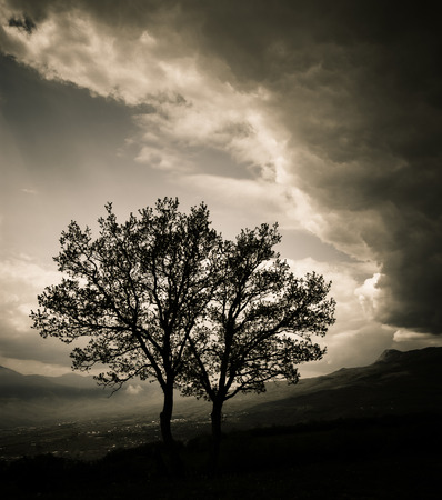 Two trees before a stormの写真素材