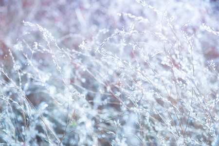 Beautiful tender plants on the field autumnの写真素材