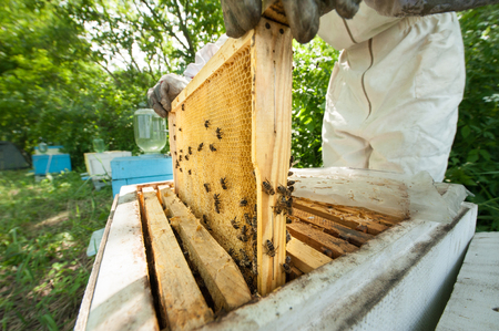 beekeeper keeps a honeycomb full of bees