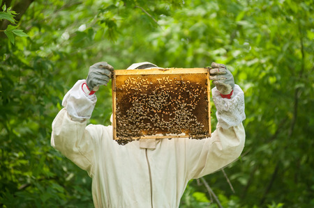 beekeeper with a honeycomb full of bees