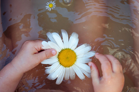 Baby hands with Chamomile flower on the water surfaceの写真素材