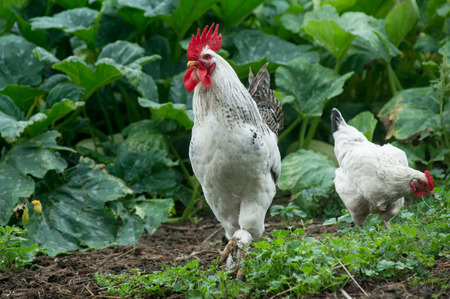 Chickens on traditional free range poultry farmの写真素材