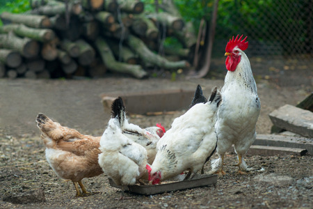 Chickens on traditional free range poultry farmの写真素材