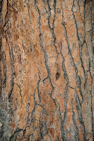 Bark of tree cedar closeup