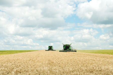 Two modern combine harvester working on a wheat cropの写真素材
