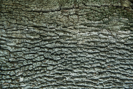 Bark of tree pine closeup. Natural texture