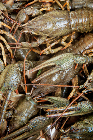 Lots of live crawfishの写真素材
