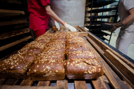The baker folds rye bread