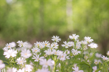 Beautiful white tender wildflowers in springの写真素材