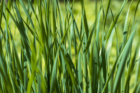 Green grass, background