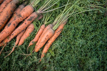 Fresh dirty carrot on green grassの写真素材