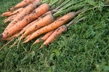 Fresh dirty carrot on green grassの写真素材