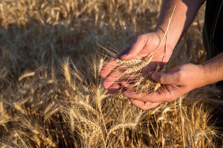 Hands of a farmer holding spikelets of wheat on a field